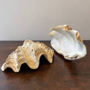 Clam Shells